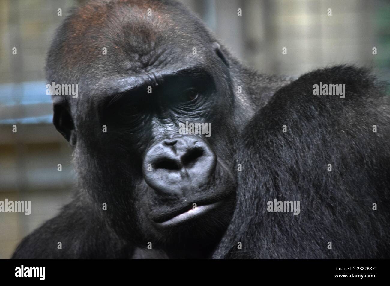 Western Lowland Gorilla Close Up Foto Stock