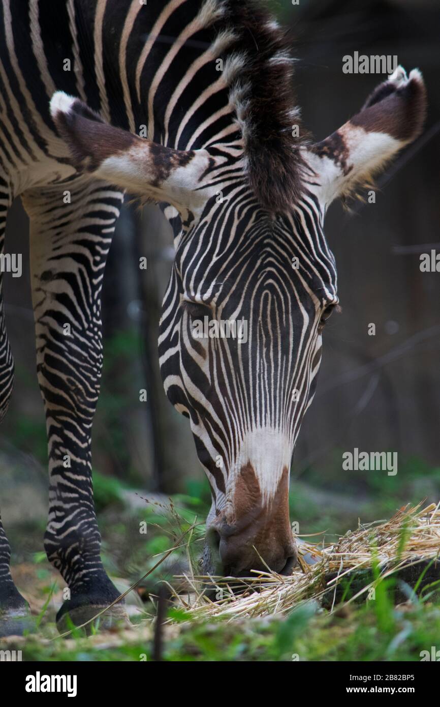 Zebra allo Zoo mangiare cibo da vicino Foto Stock