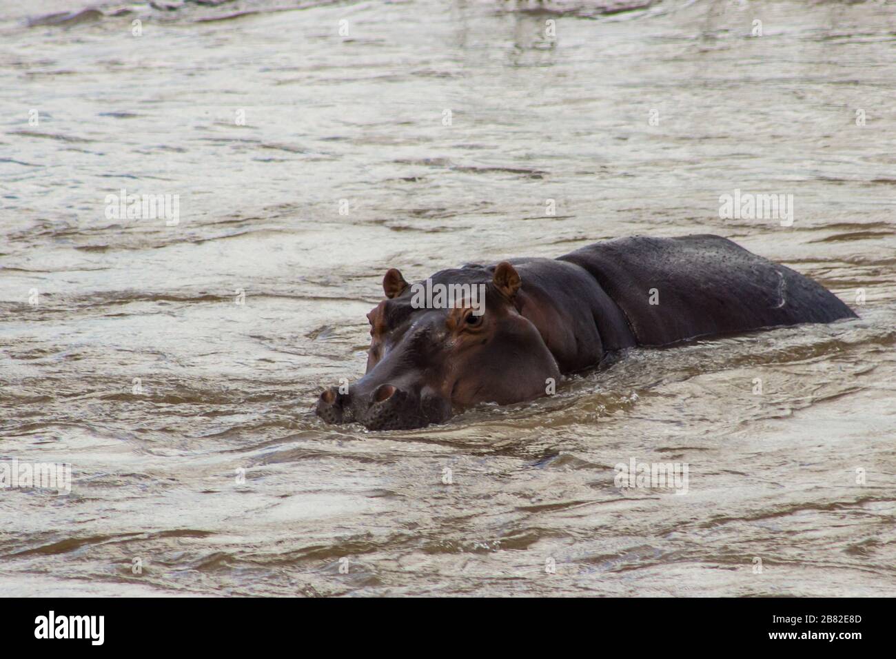 Un comune ippopotamo, anfibio ippopotamus, in rapido flusso d'acqua nel fiume Olifants, Kruger National Park, Sudafrica Foto Stock