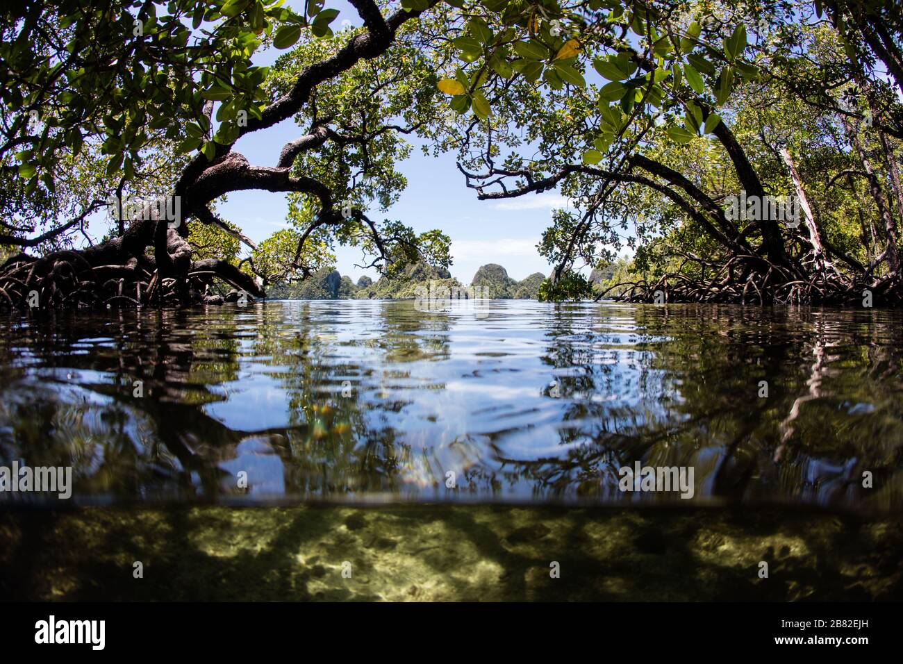 Una foresta blu di mangrovie d'acqua cresce in Raja Ampat, Indonesia. Questo tipo di mangrovie è noto per le sue acque limpide che sostengono molta vita marina. Foto Stock