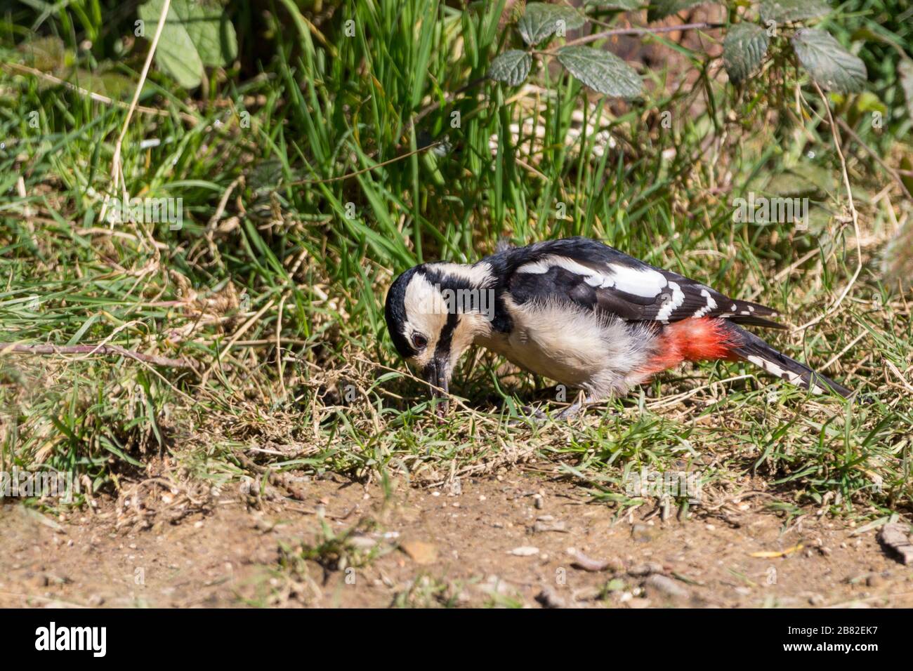 Grande picchio macchiato (Dendrocopos major) femmina a terra in stazione di alimentazione del cuoio dell'uccello. Bianco e nero con rosso cremisi sotto la coda e grande fattura Foto Stock
