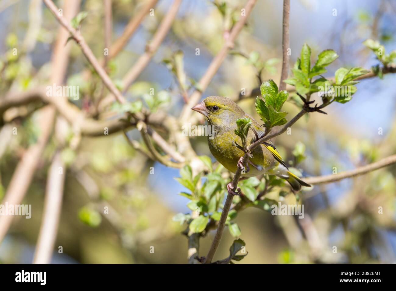 Verde finch (Carduelis chloris) pesante becco conico testa grande boscato coda verde oliva, più brillante schiena e groppa giallo brillante su ali e coda Foto Stock