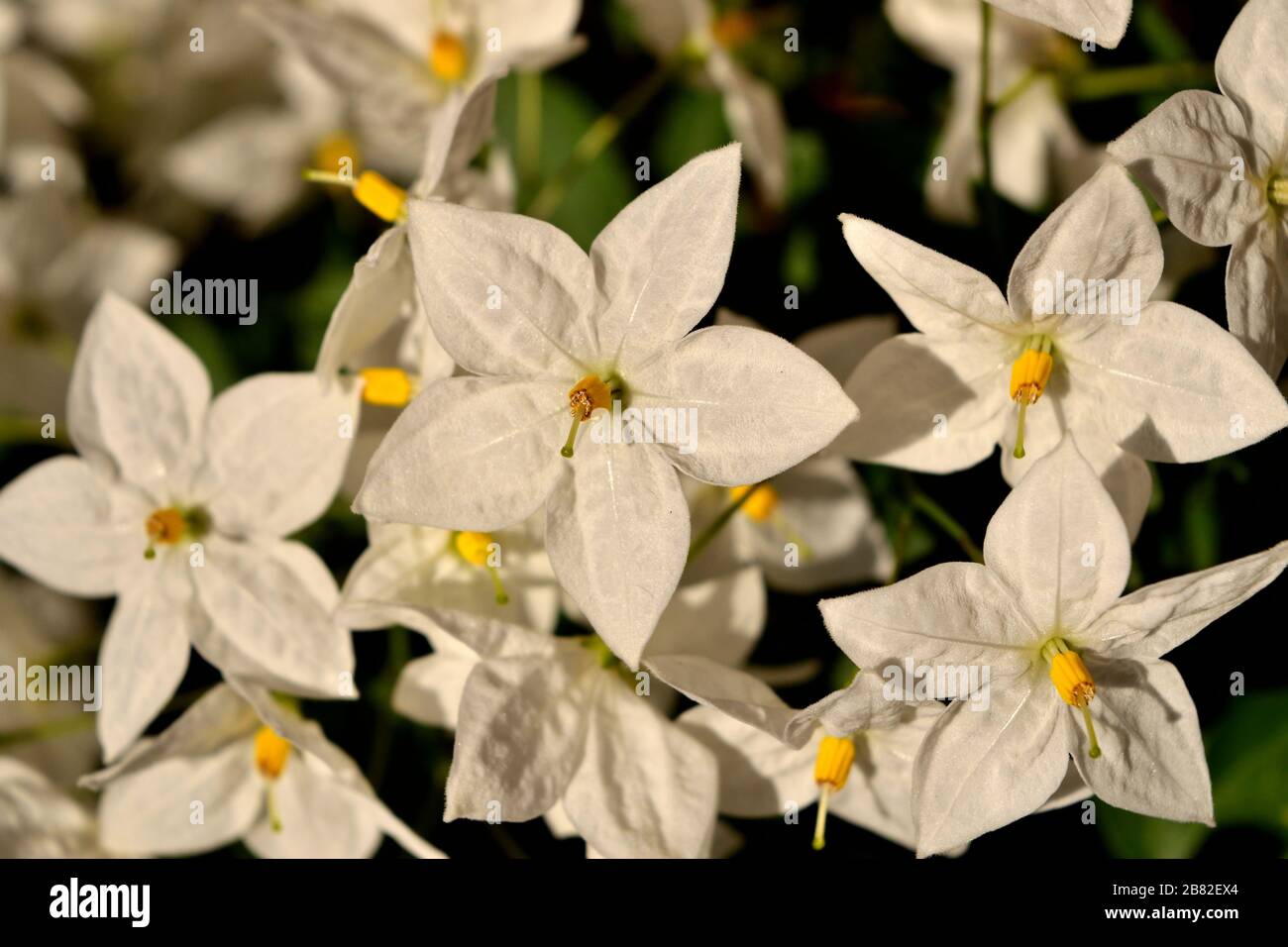 Primo piano della bella jasmine bianco Nightshade fiori Foto Stock