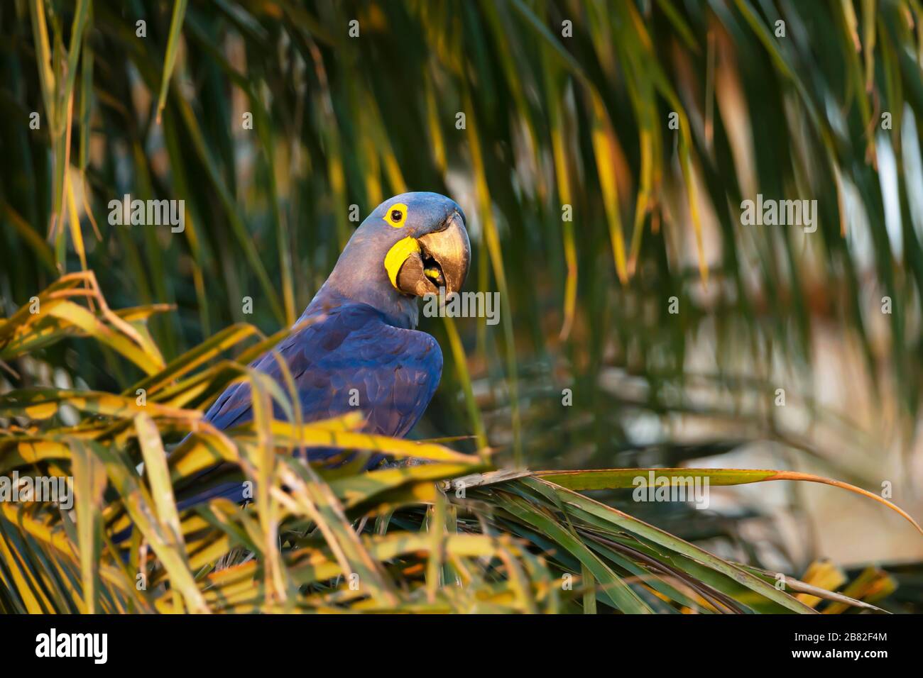 Close up di un Ara Giacinto appollaiato in un albero di palma, Sud Pantanal, Brasile. Foto Stock