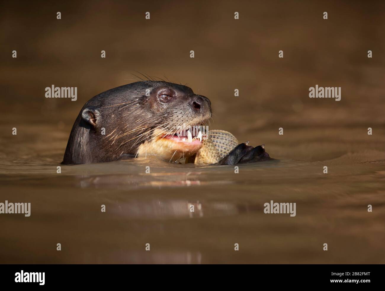 Primo piano di una lontra gigante che mangia un pesce, Pantanal, Brasile. Foto Stock
