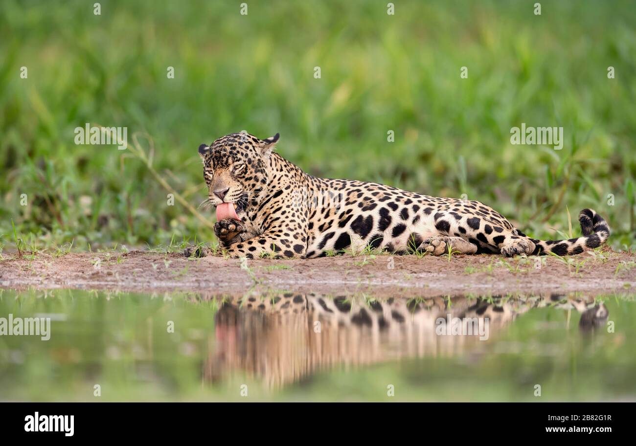Primo piano di una Jaguar che lecca la gamba, Pantanal, Brasile. Foto Stock
