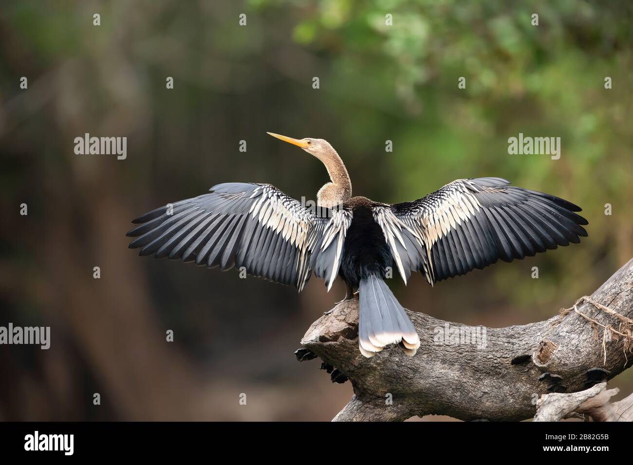 Primo piano di Anhinga arroccato su un albero con ali e coda spalmata a secco, Pantanal, Brasile. Foto Stock