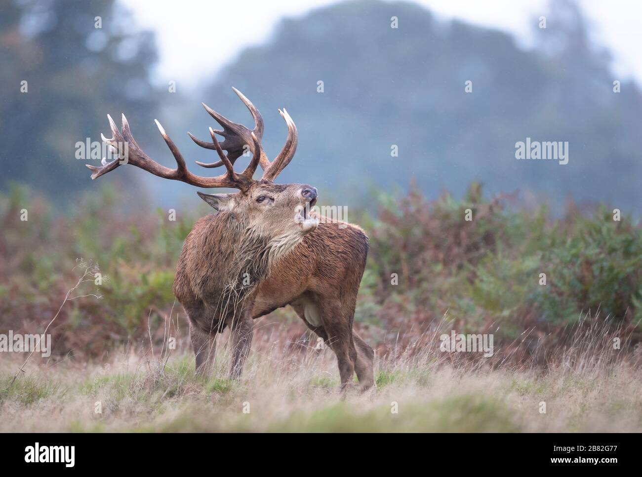 Close-up di un cervo rosso cervo chiamando durante la stagione di solchi in autunno, UK. Foto Stock