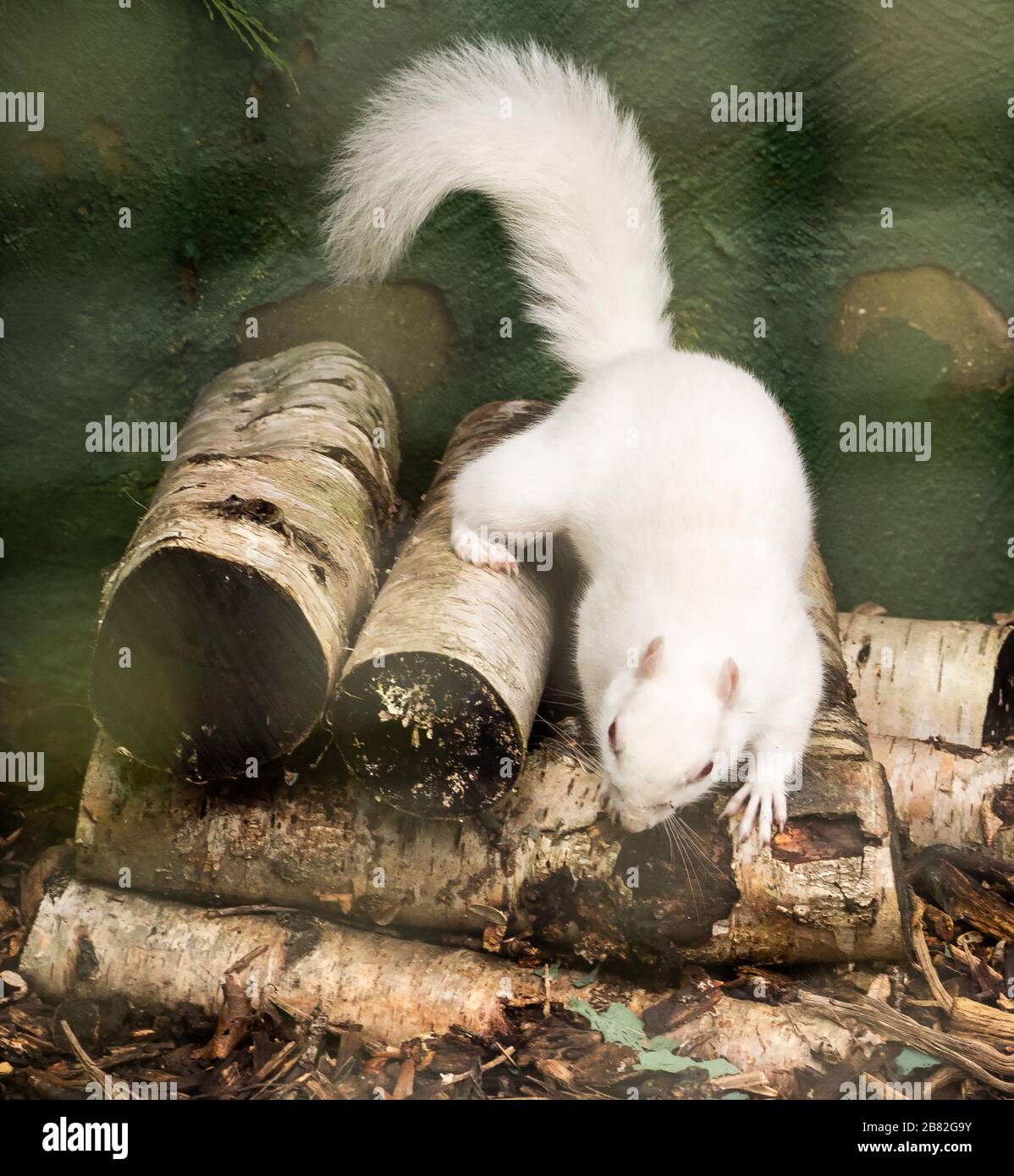 Scoiattolo albino Foto Stock