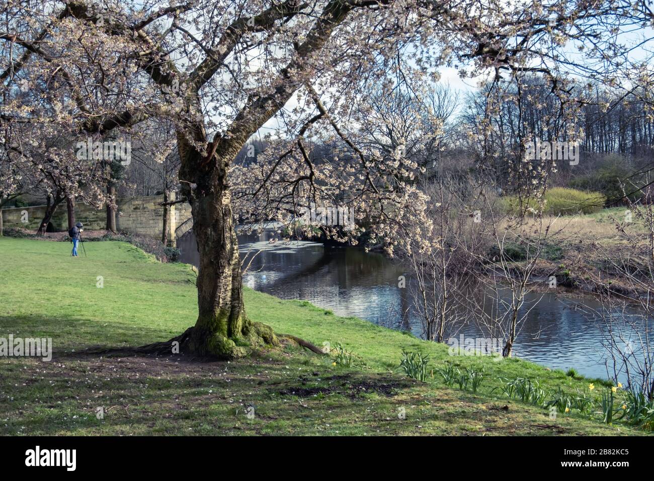 Glasgow, Scozia, Regno Unito. 19 Marzo 2020. Regno Unito Meteo: Pomeriggio soleggiato nel Pollok Country Park. Credit: SKULLY/Alamy Live News Foto Stock