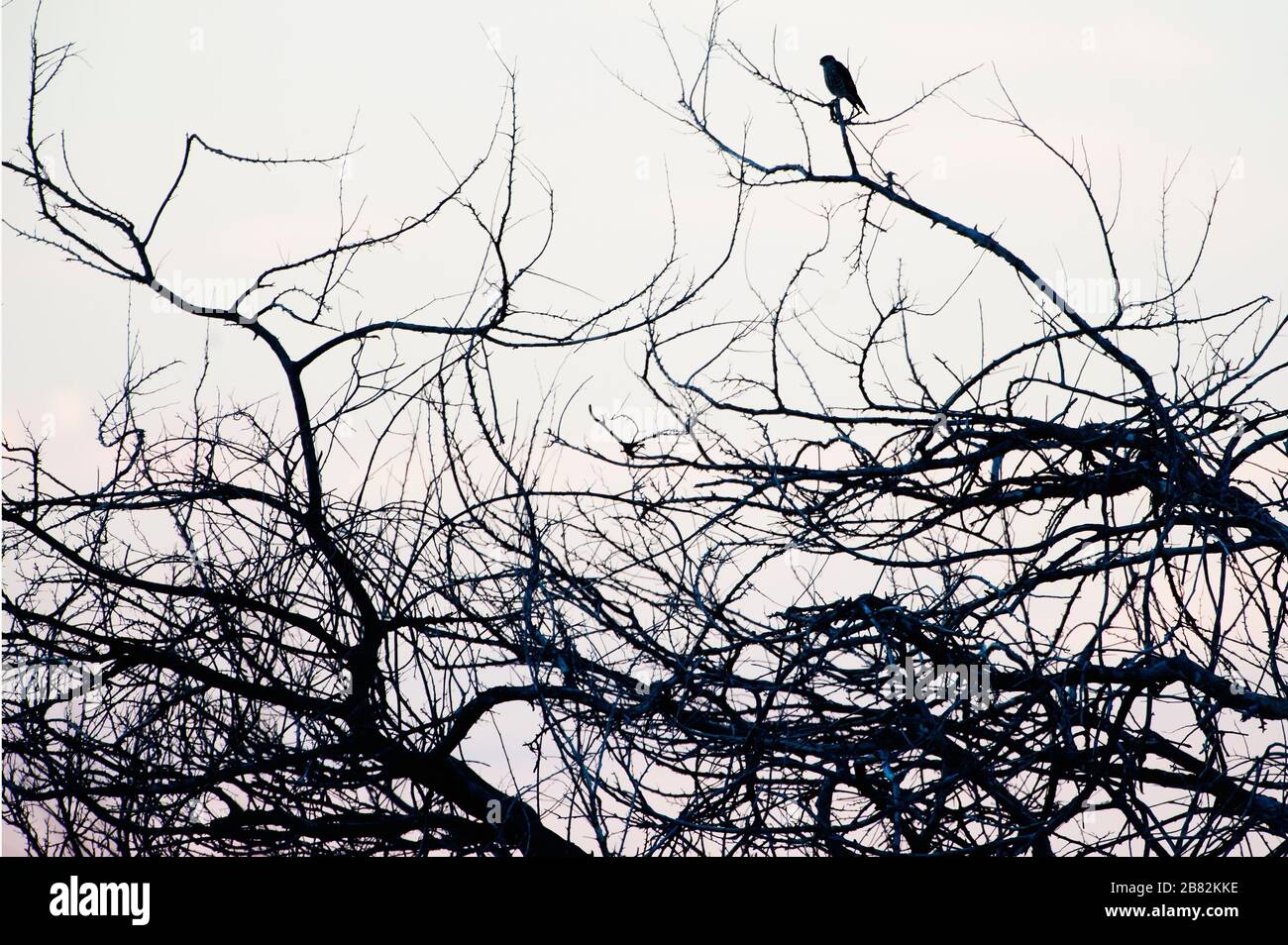 Silhouette di raptor arroccato in rami di albero aggrovigliati Foto Stock