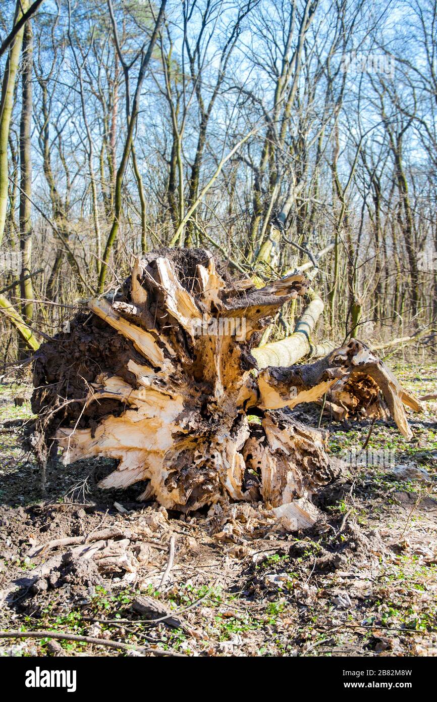 Caduto albero di quercia nella primavera del bosco con radici in primo piano Foto Stock