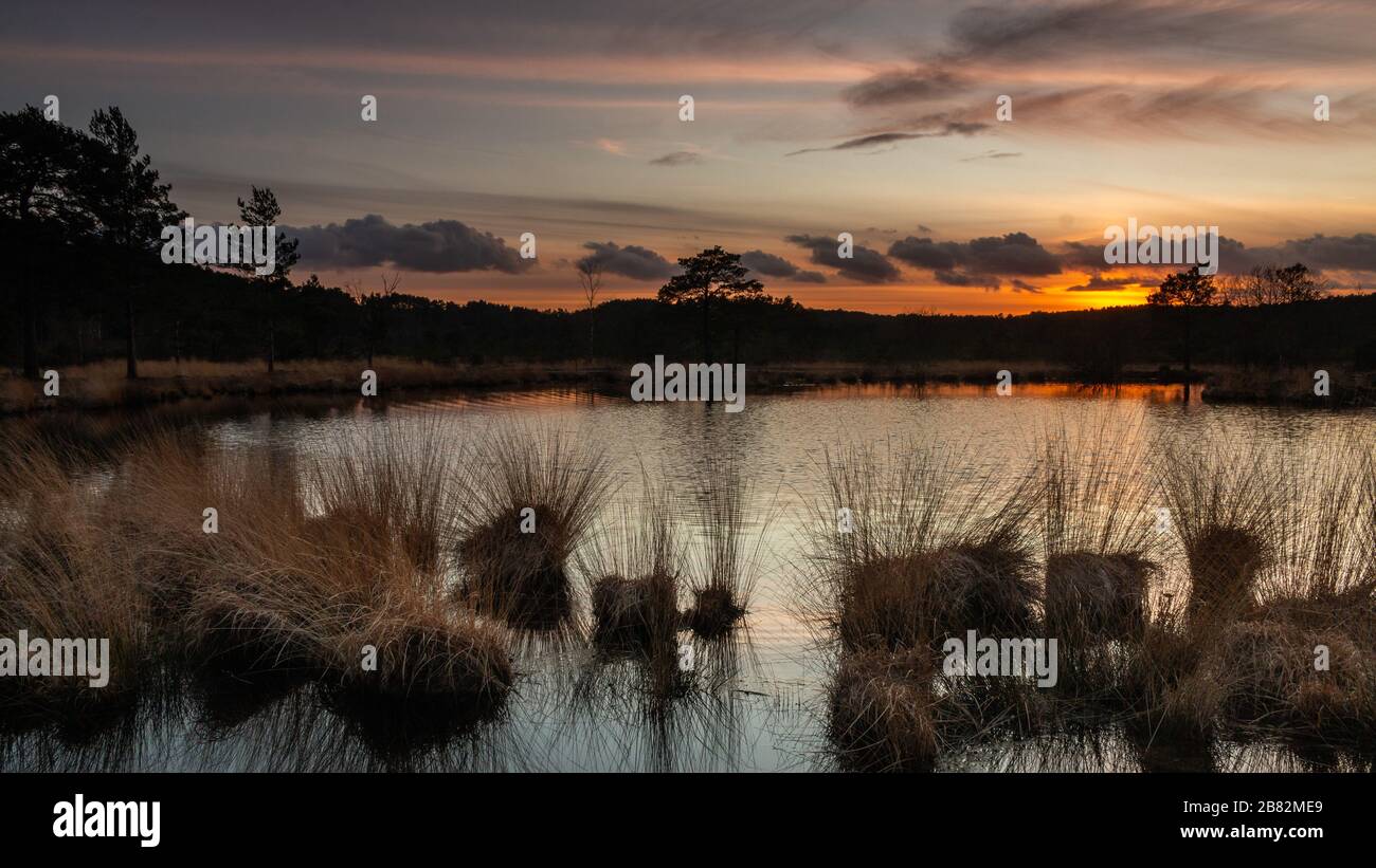 Axe Pond Churt Common Surrey England UK Wildlife Drangonflies Grasssnakes Lower Land Heath Habbitat Local Nature Reserve , area appositamente protetta Foto Stock