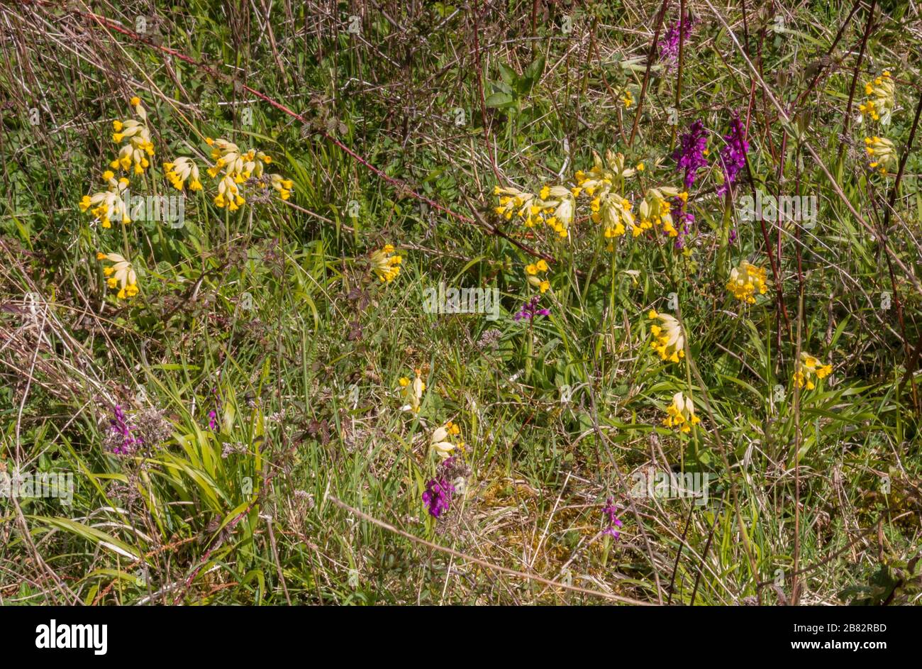 Riserva naturale di Noar Hill, hampshire orientale, calci di gesso Foto Stock