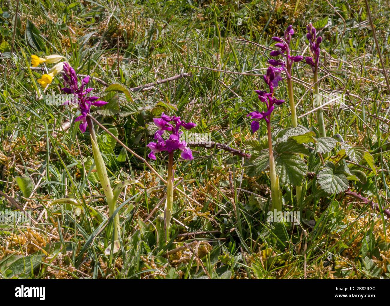 Noar Hill Nature Reserve East hampshire Chalk down orchidee viola Foto Stock