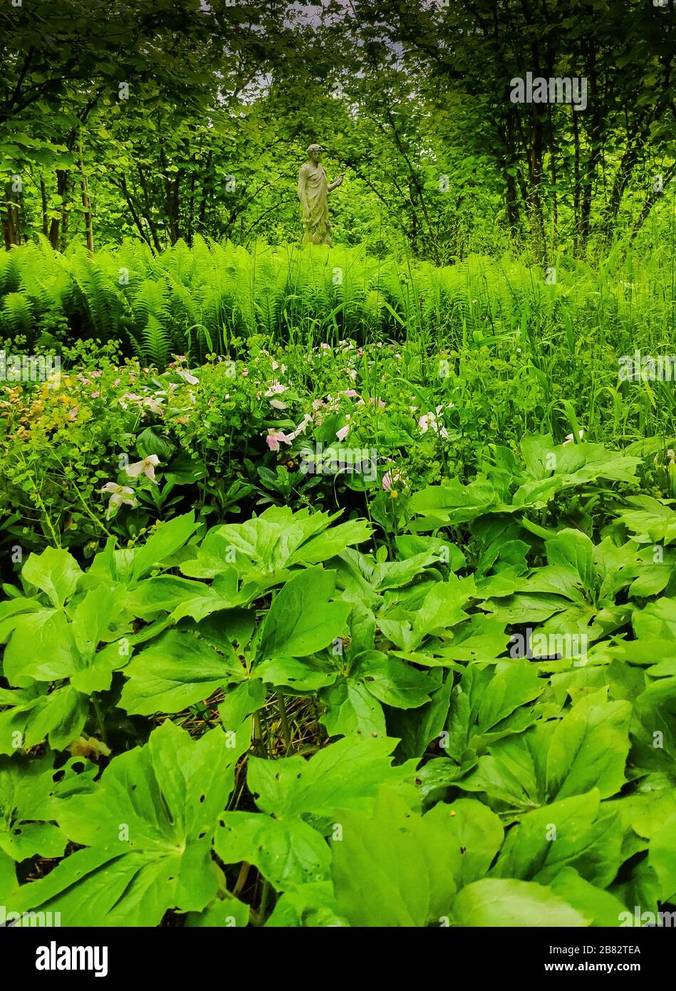 Sfumature di verde la noce sissinghurst cranbrook kent vita sackville primavera ovest Foto Stock