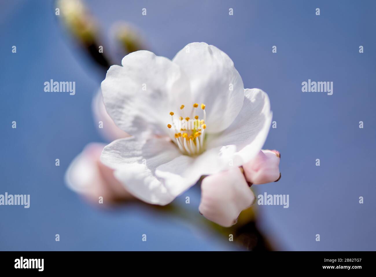 WASHINGTON DC - Un singolo fiore di ciliegio è visto da vicino in una vista dettagliata del bacino delle Tidal. Questi ciliegi fioriti, originariamente un dono del Giappone nel 1912, sono al centro dell'annuale National Cherry Blossom Festival ogni primavera. Foto Stock