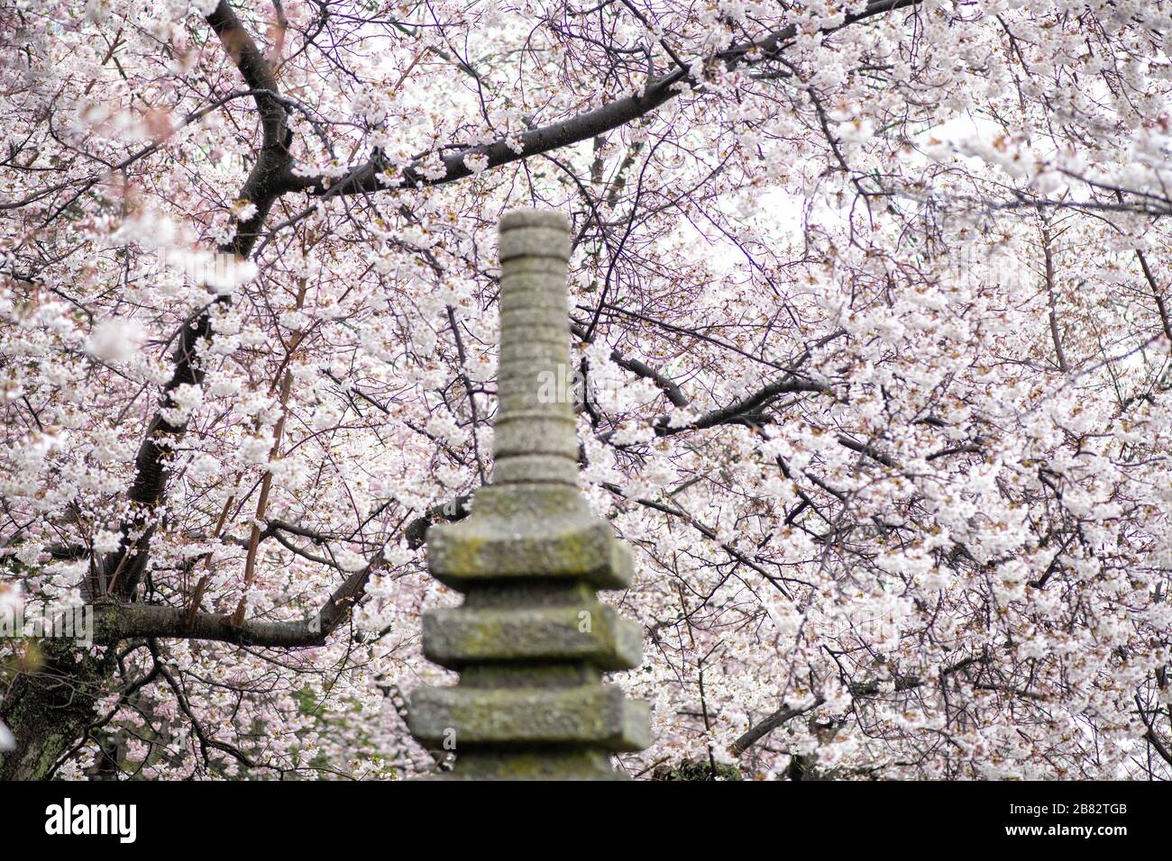 WASHINGTON DC, Stati Uniti - i ciliegi in piena fioritura circondano la pagoda giapponese lungo il bacino delle maree a Washington DC. La lanterna di granito, un dono del Giappone, si erge tra i ciliegi in fiore, creando una scena pittoresca che simboleggia l'amicizia tra Stati Uniti e Giappone durante l'annuale National Cherry Blossom Festival. Foto Stock