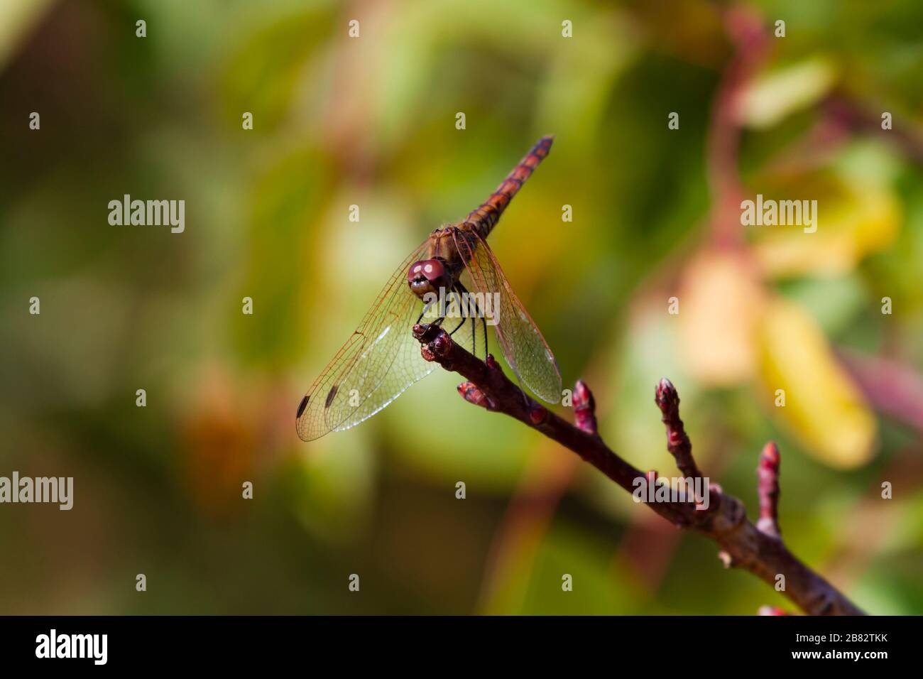 Dragonfly, Sympetrum Sanguineum, poggiato su una testa del thistle con profondità poco profonda di campo, Cipro Foto Stock