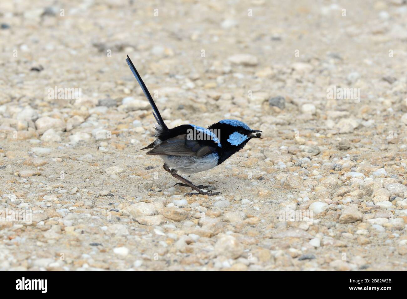 Fata wren con il suo piumaggio blu brillante nutrirsi di coleottero clenched nel suo becco Foto Stock