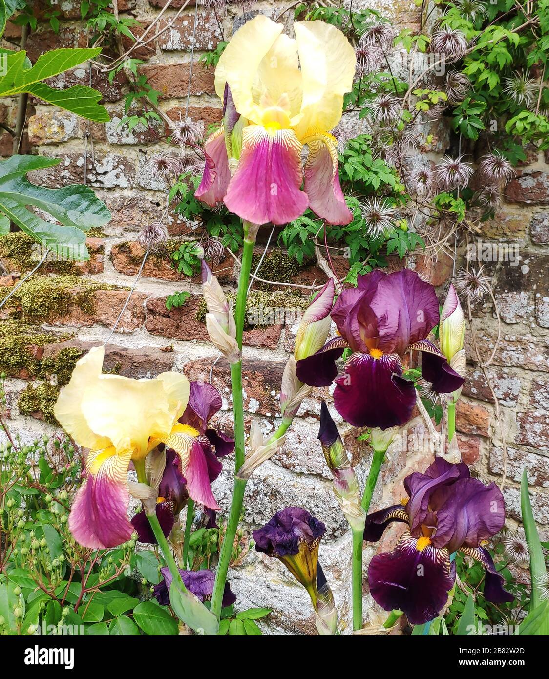 Iris giallo viola nazionale fiducia murato giardino sissinghurst cranbrook kent vita sackville primavera ovest Foto Stock