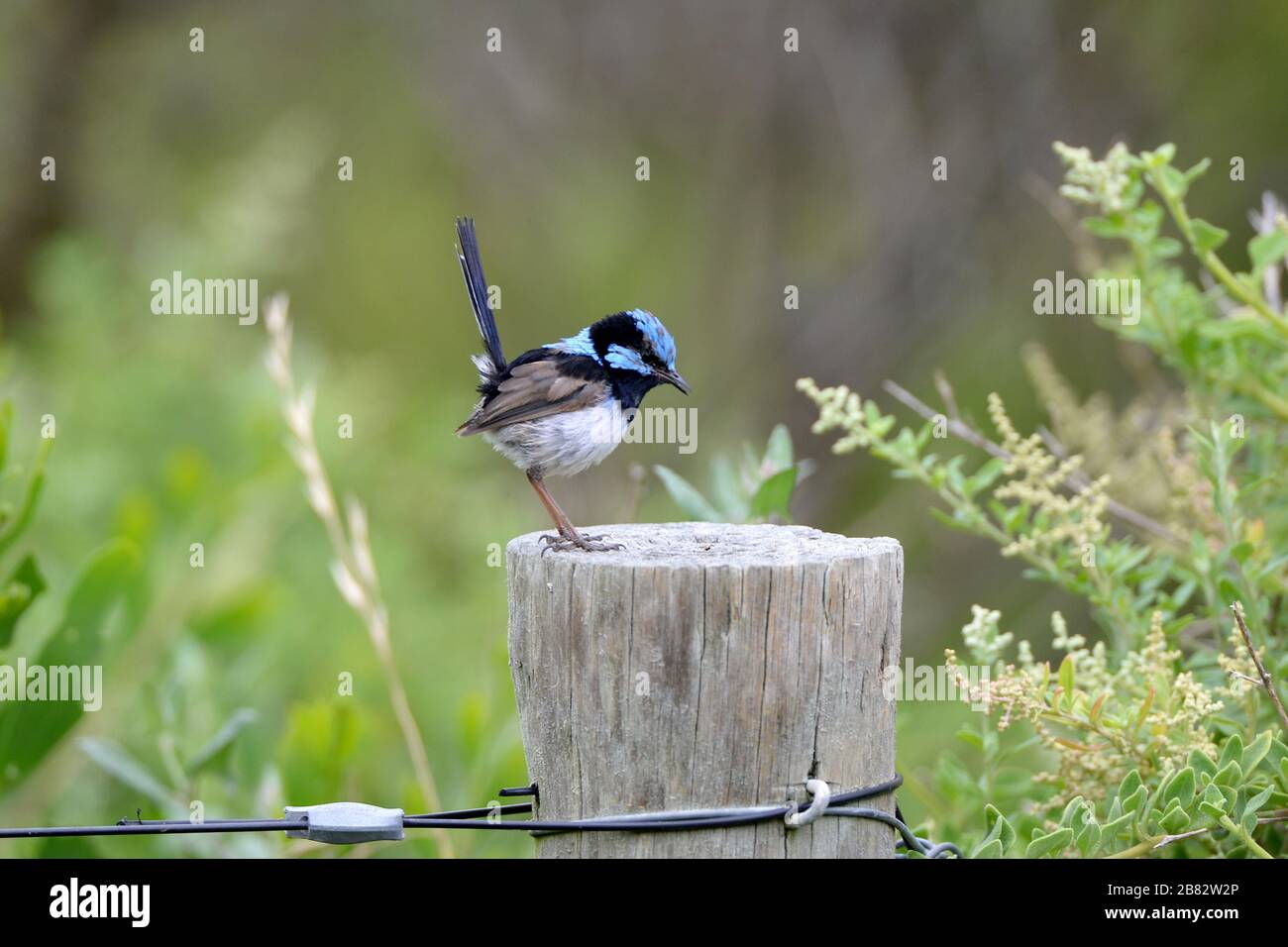 Fata wren con il suo piumaggio blu brillante arroccato su gatedpost Foto Stock