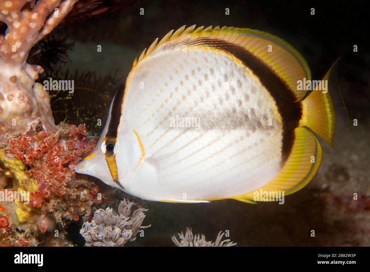 Pesce farfalla Gold spot (Chaetodon selene), Grande barriera Corallina, Patrimonio Naturale dell'Umanità dell'UNESCO, Pacifico, Australia Foto Stock