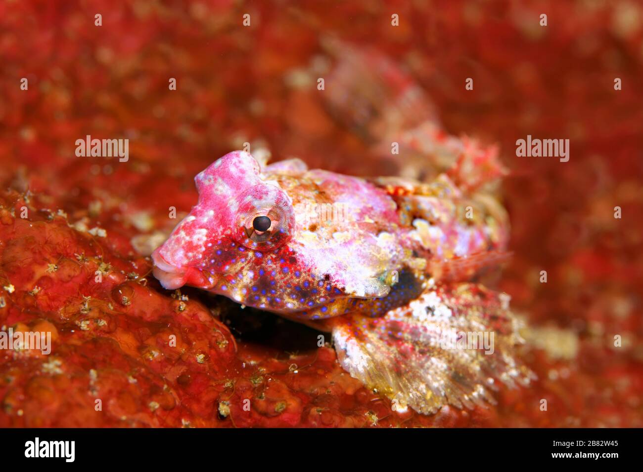 Bartels Lyrefish (Synchiropus bartelsi), Grande barriera Corallina, Patrimonio Naturale dell'Umanità dell'UNESCO, Pacifico, Australia Foto Stock