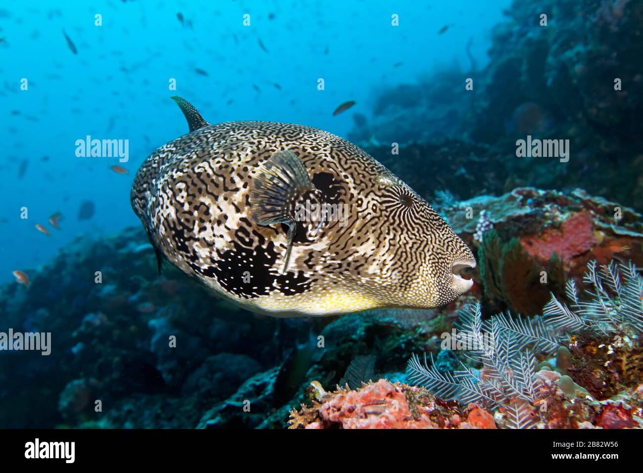 Mappa Pufferfish (mappa di Arothron), Grande barriera Corallina, Patrimonio dell'Umanità dell'UNESCO, Pacifico, Australia Foto Stock