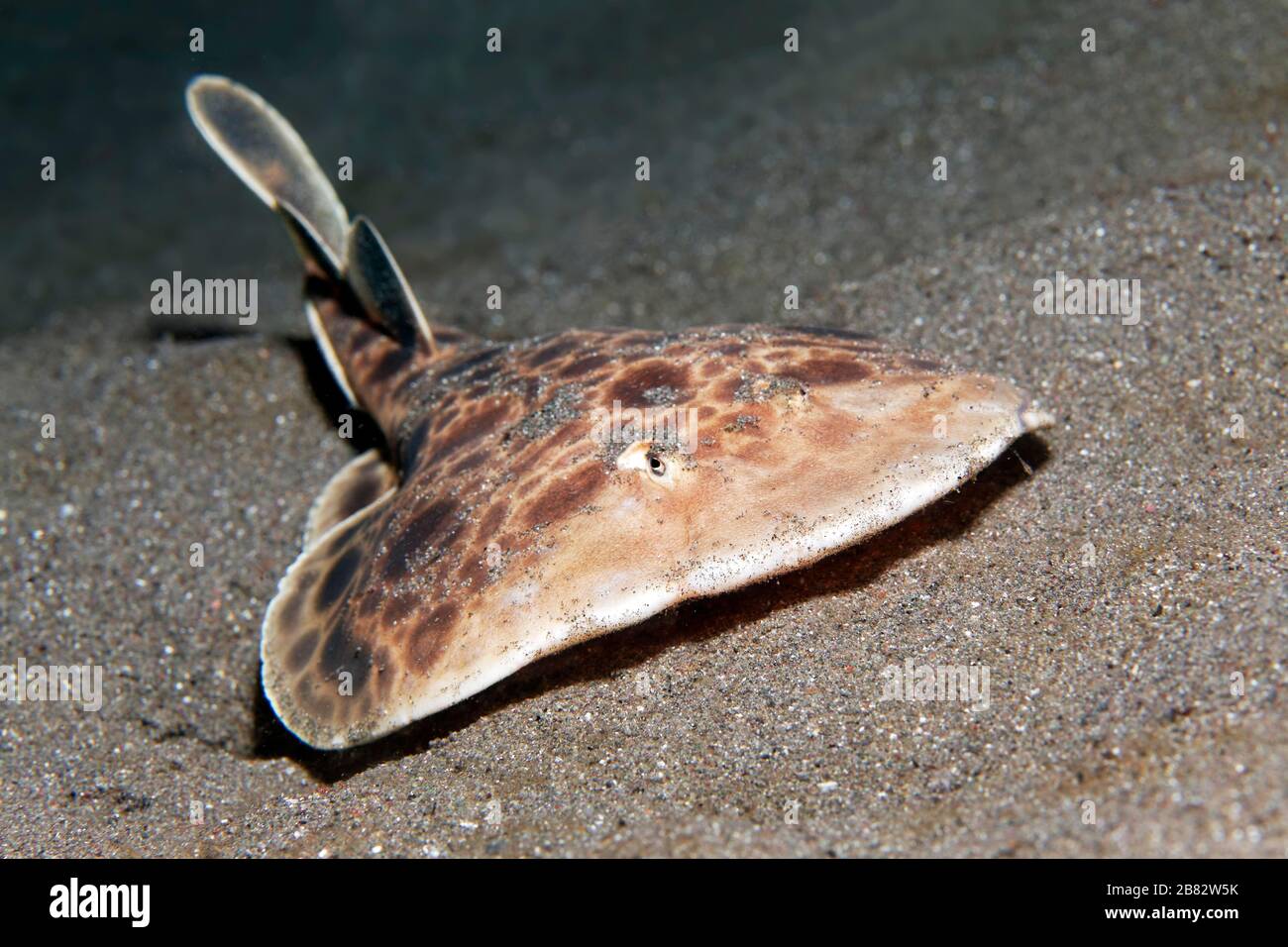 Raggi elettrici di siluro (Torpedo sp.), specie sconosciute, fondo sabbioso, Grande barriera Corallina, Patrimonio dell'Umanità dell'UNESCO, Oceano Pacifico, Australia Foto Stock