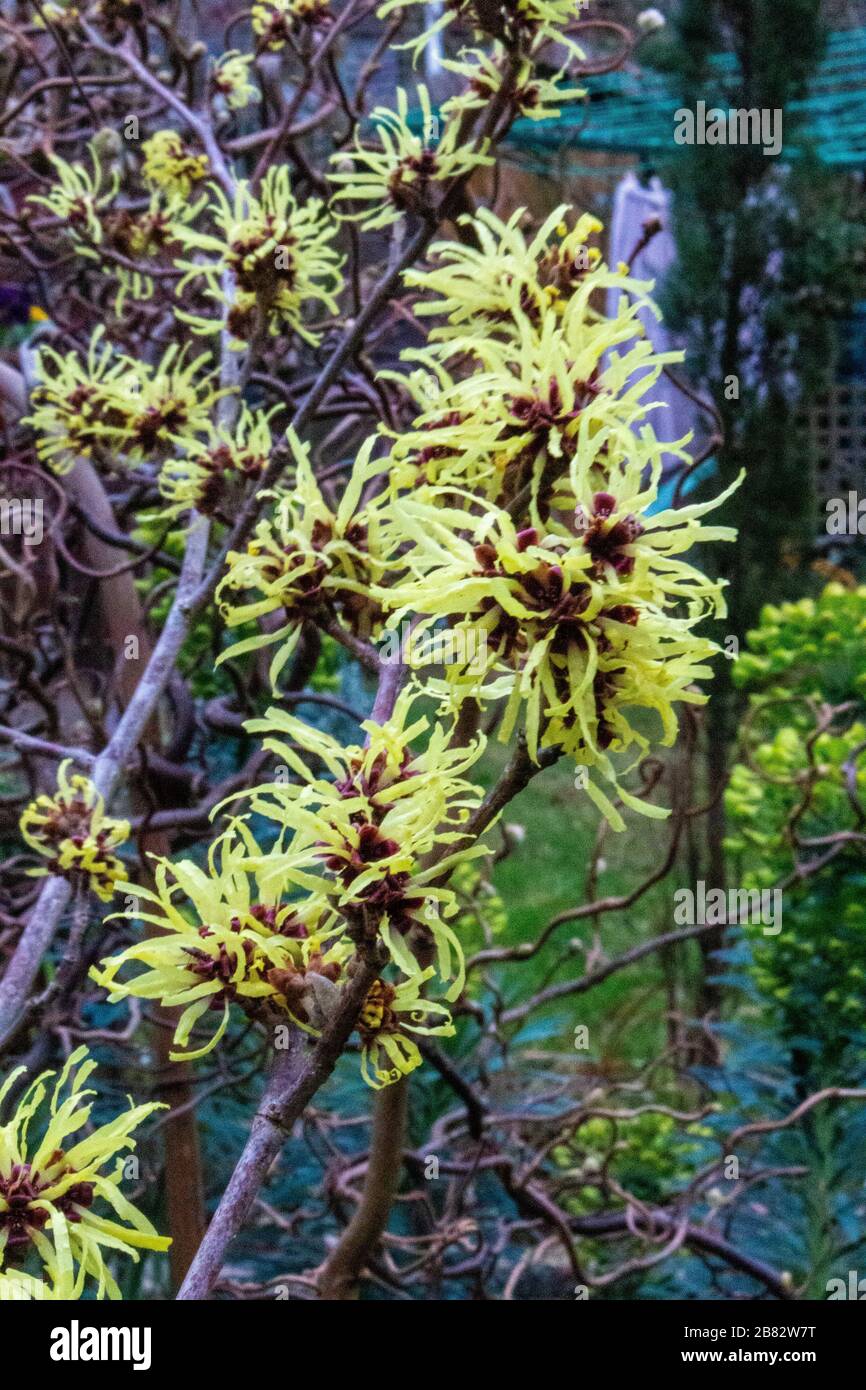 Witch Hazel Hamamellis ×intermedia (H. japonica × H. mollis) giardino giallo deciduo arbusto primavera fiori Foto Stock