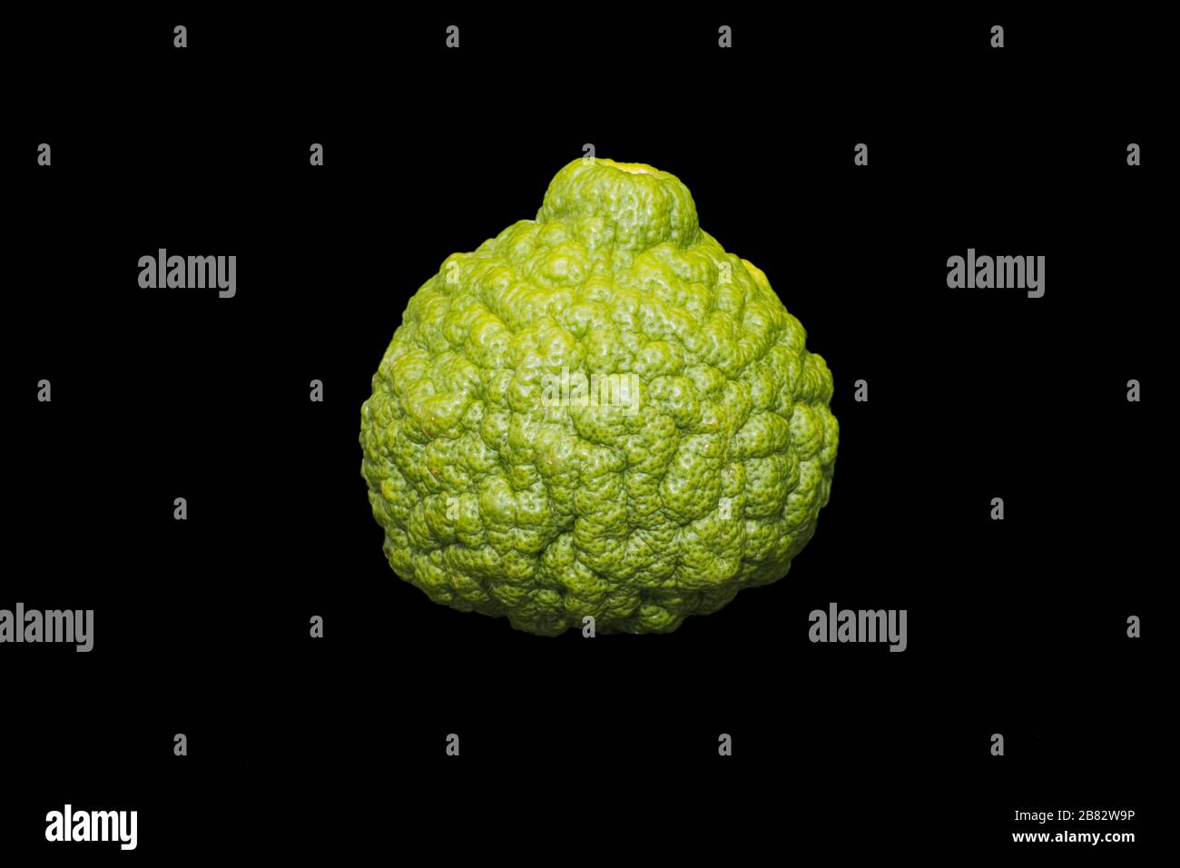 Kaffir lime (Citrus hystrix), Germania Foto Stock