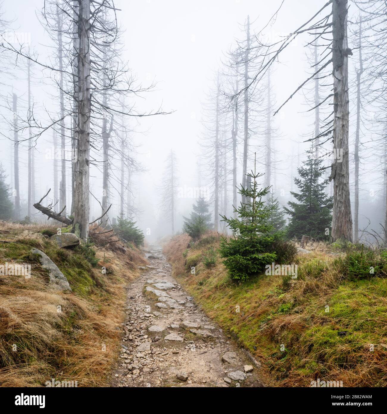 Kaiserweg, sentiero escursionistico attraverso la foresta morta, morta a causa della siccità e l'infestazione di coleotteri di corteccia, Harz National Park, bassa Sassonia, Germania Foto Stock