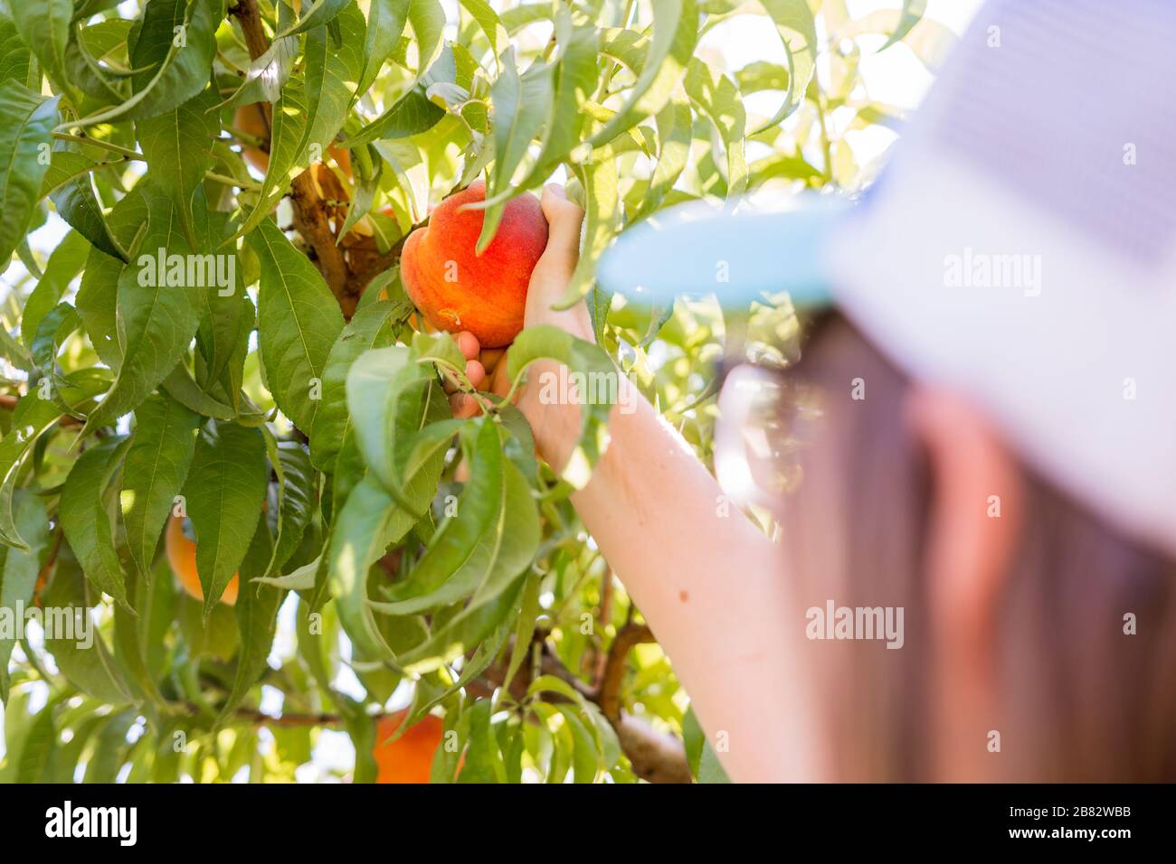 Raccolta di pesche fresche dall'albero in frutteto di pesca Foto Stock