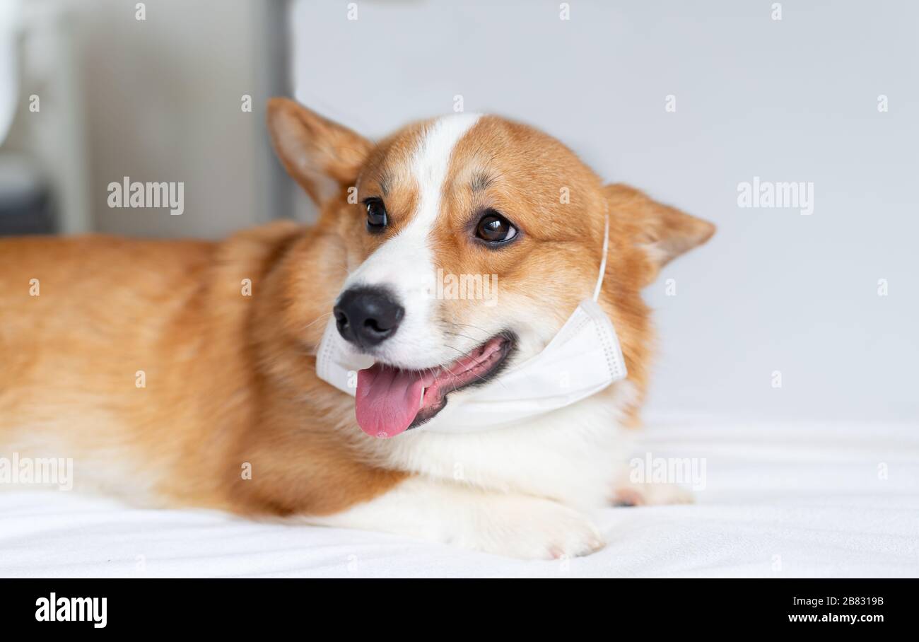 Cute corgi cane posa in maschera medica. Concetto di vita sana, malattia ed epidemia Foto Stock