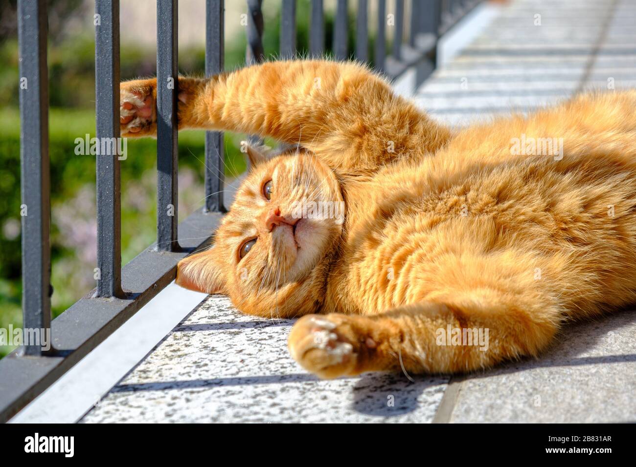 Gatto rosso rilassante al balcone Foto Stock