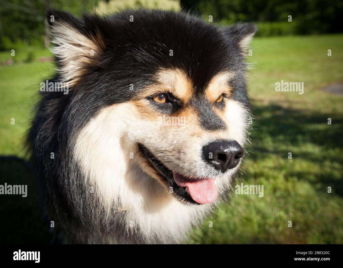 Un cane, animale domestico sedersi sull'erba, prato. Cespugli sullo sfondo. Primo piano, macro su un Lapphund finlandese. Attendere un comando. Foto Stock