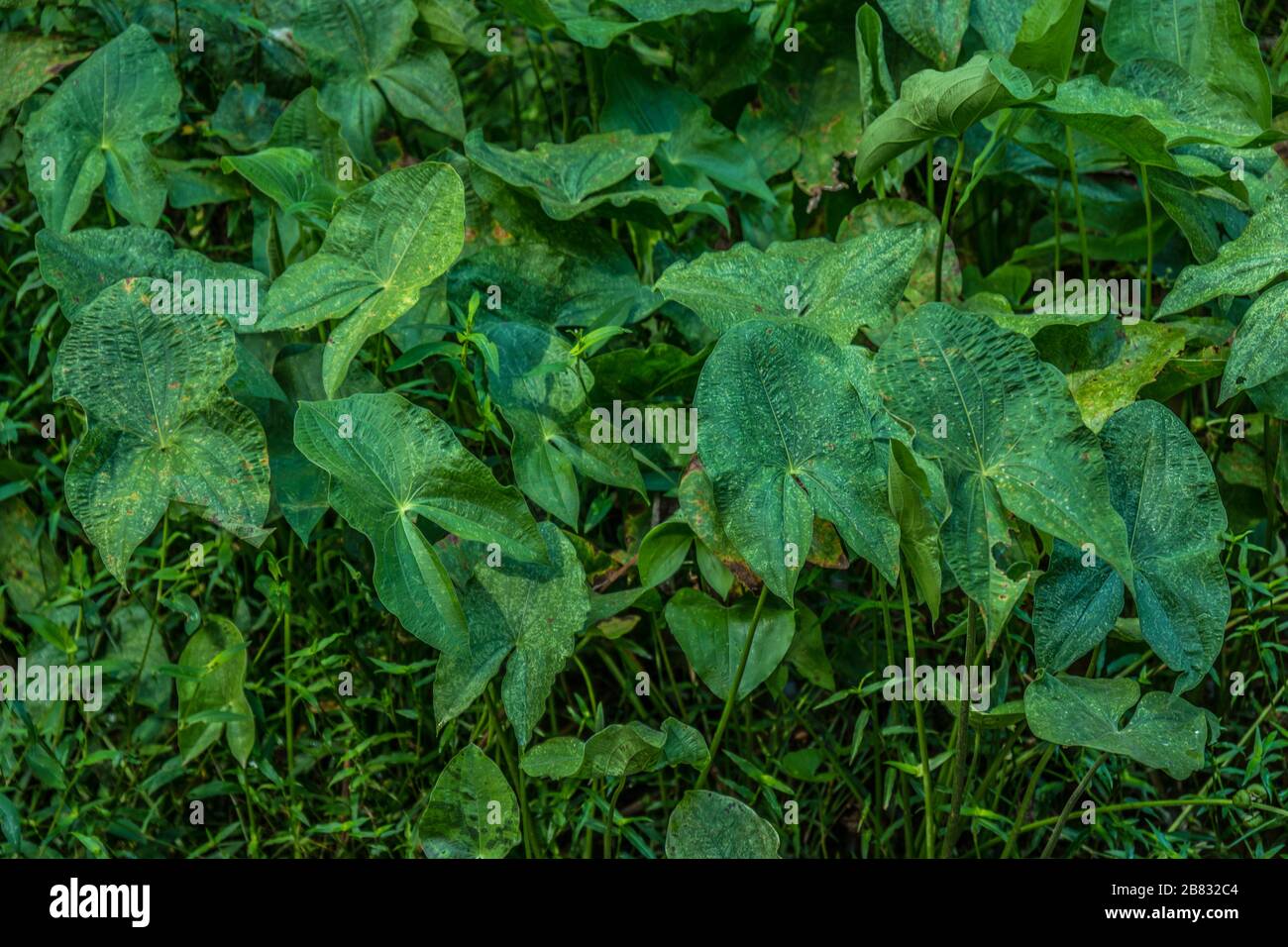 Un gruppo di piante a punta di freccia a foglia larga che crescono in acque poco profonde alle zone umide in un giorno luminoso di sole a fine estate Foto Stock