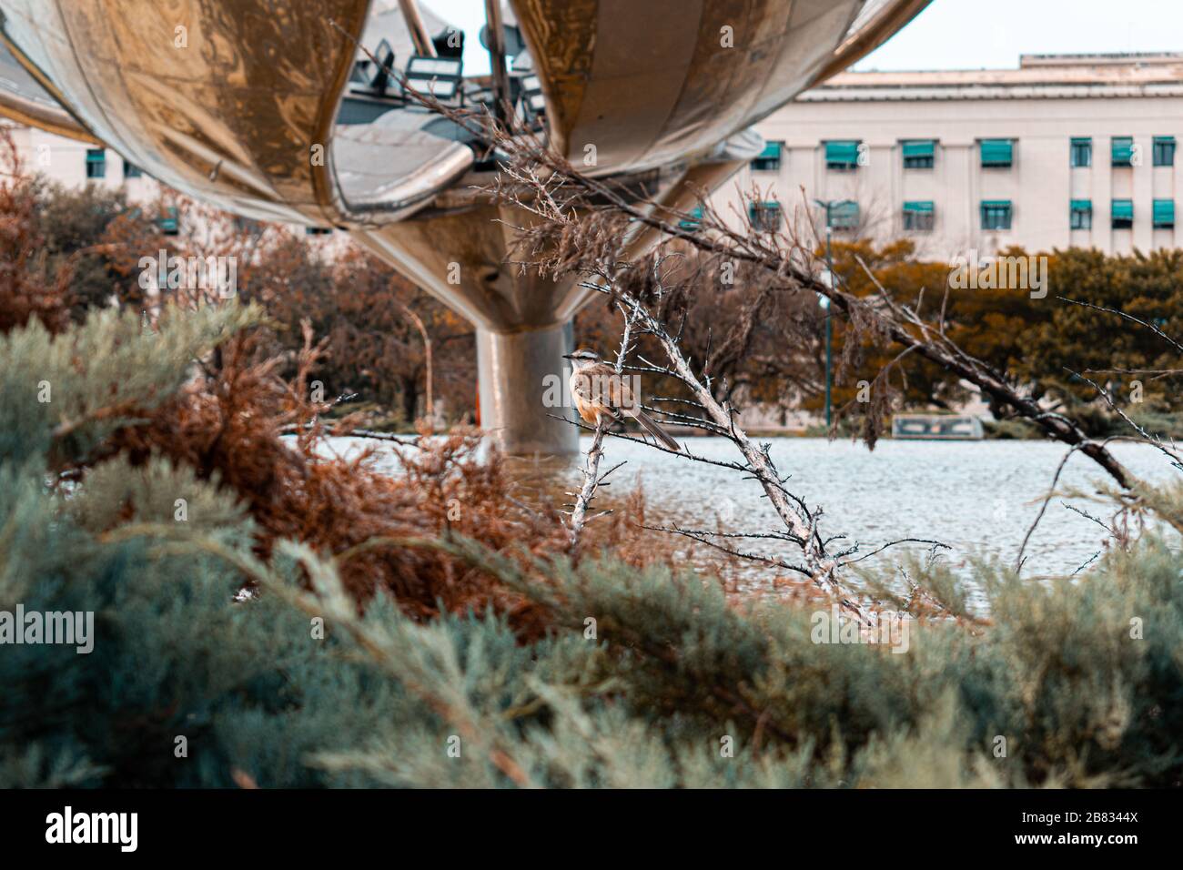 Mockingbird a Buenos Aires, Argentina. Inverno 2019 Foto Stock