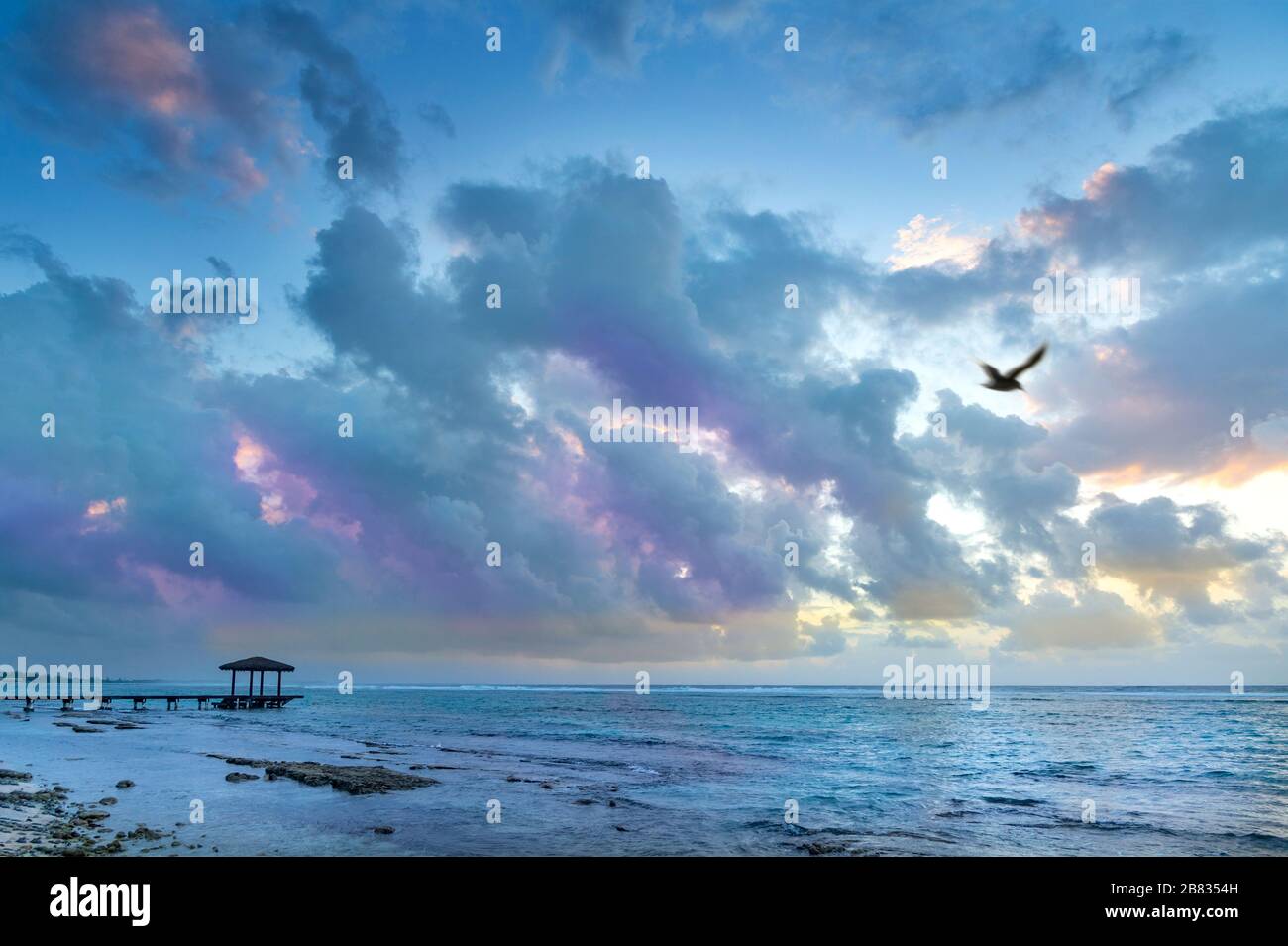 Uccello solista che vola all'alba, Grand Cayman Island. Foto Stock