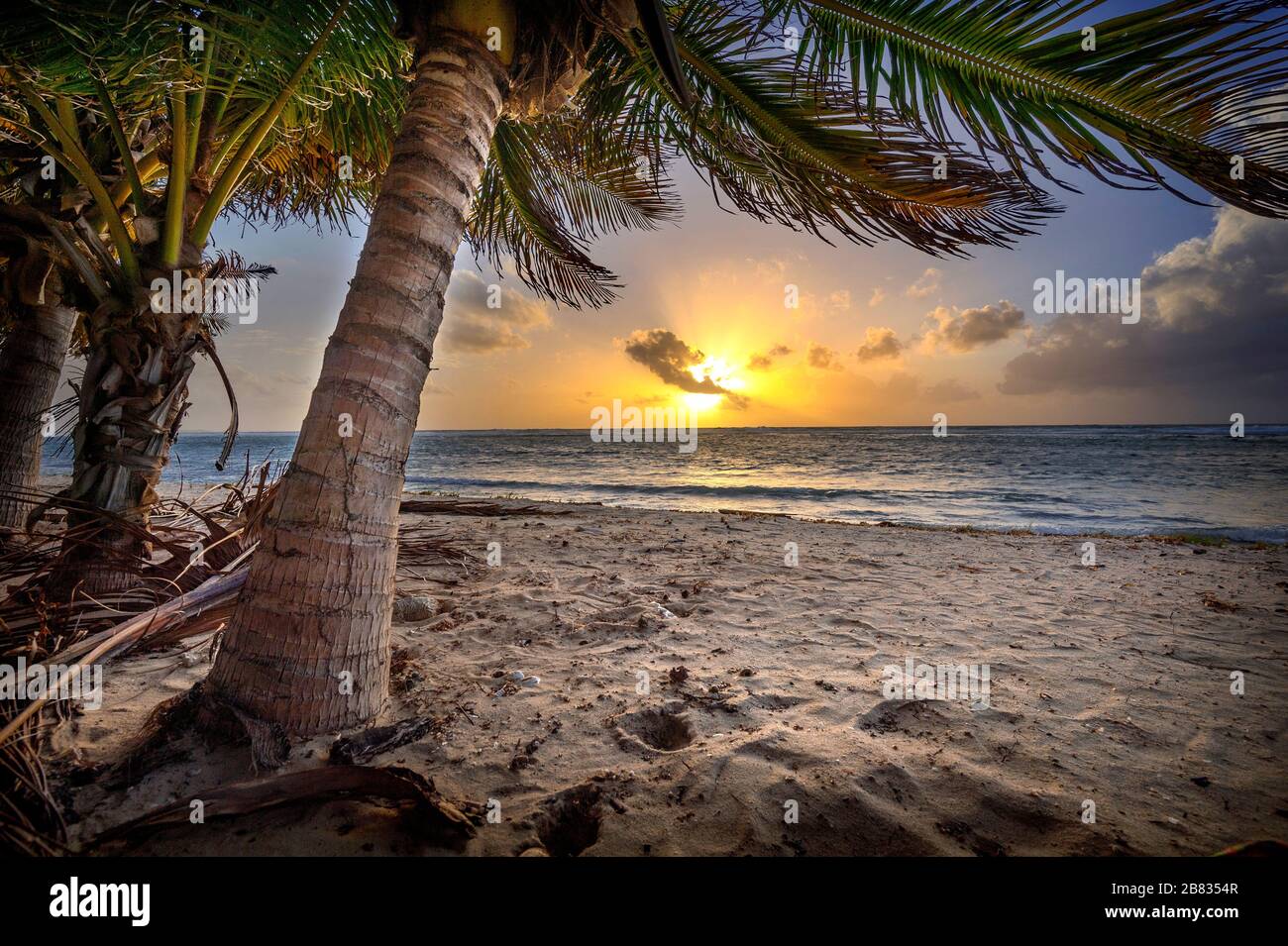 Palm Tree sulla spiaggia all'alba, Grand Cayman Island Foto Stock