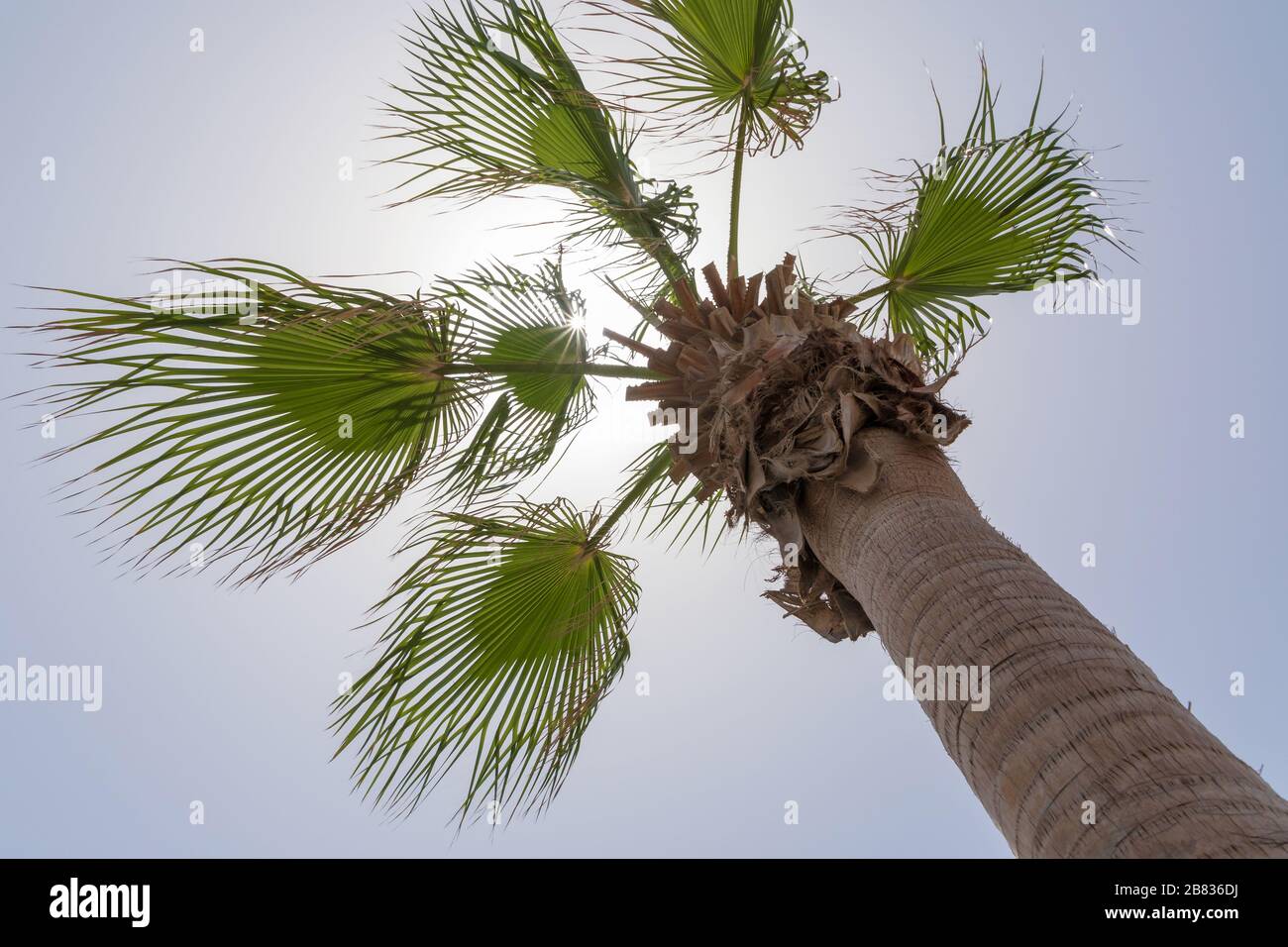 vista sul sole tra foglie di palme Foto Stock