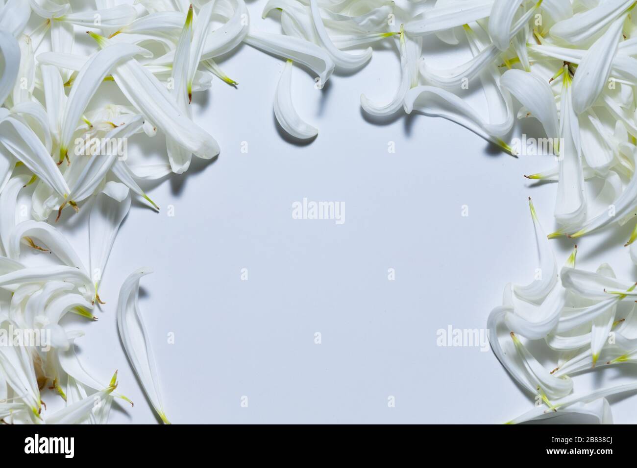 Spazio bianco vuoto circondato da petali bianchi, sfondo romantico e spazio per il testo Foto Stock