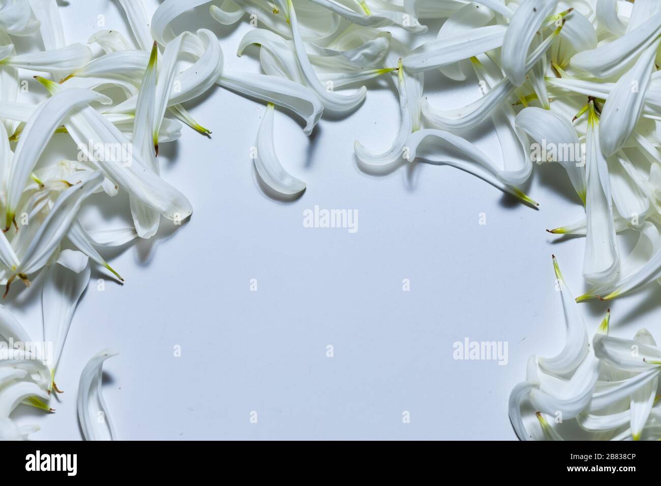 Spazio bianco vuoto circondato da petali bianchi, sfondo romantico e spazio per il testo Foto Stock