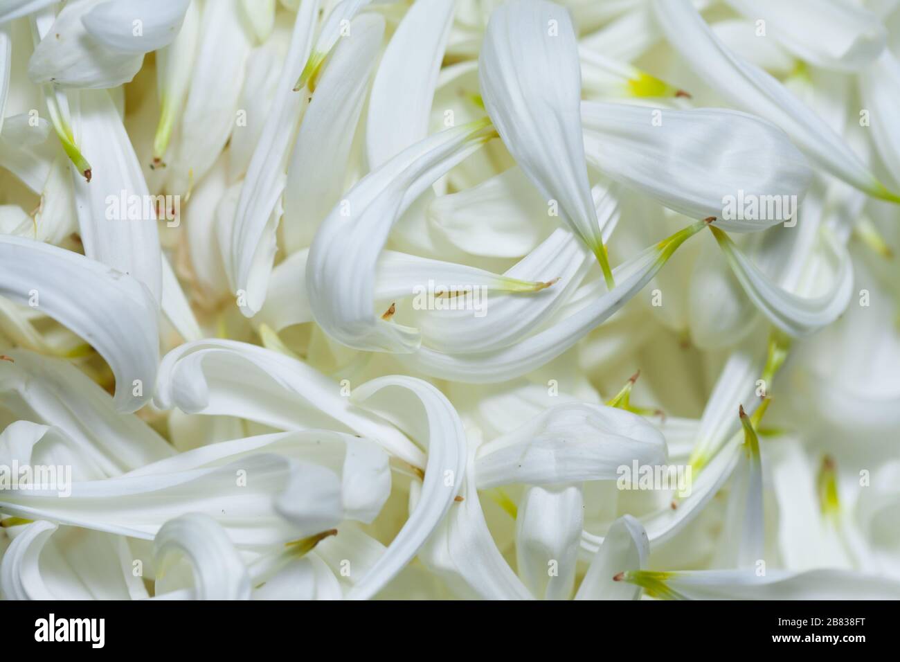 Cornice completa di petali bianchi, sfondo romantico. Un sacco di petali. Posizionare sopra il testo. Foto Stock
