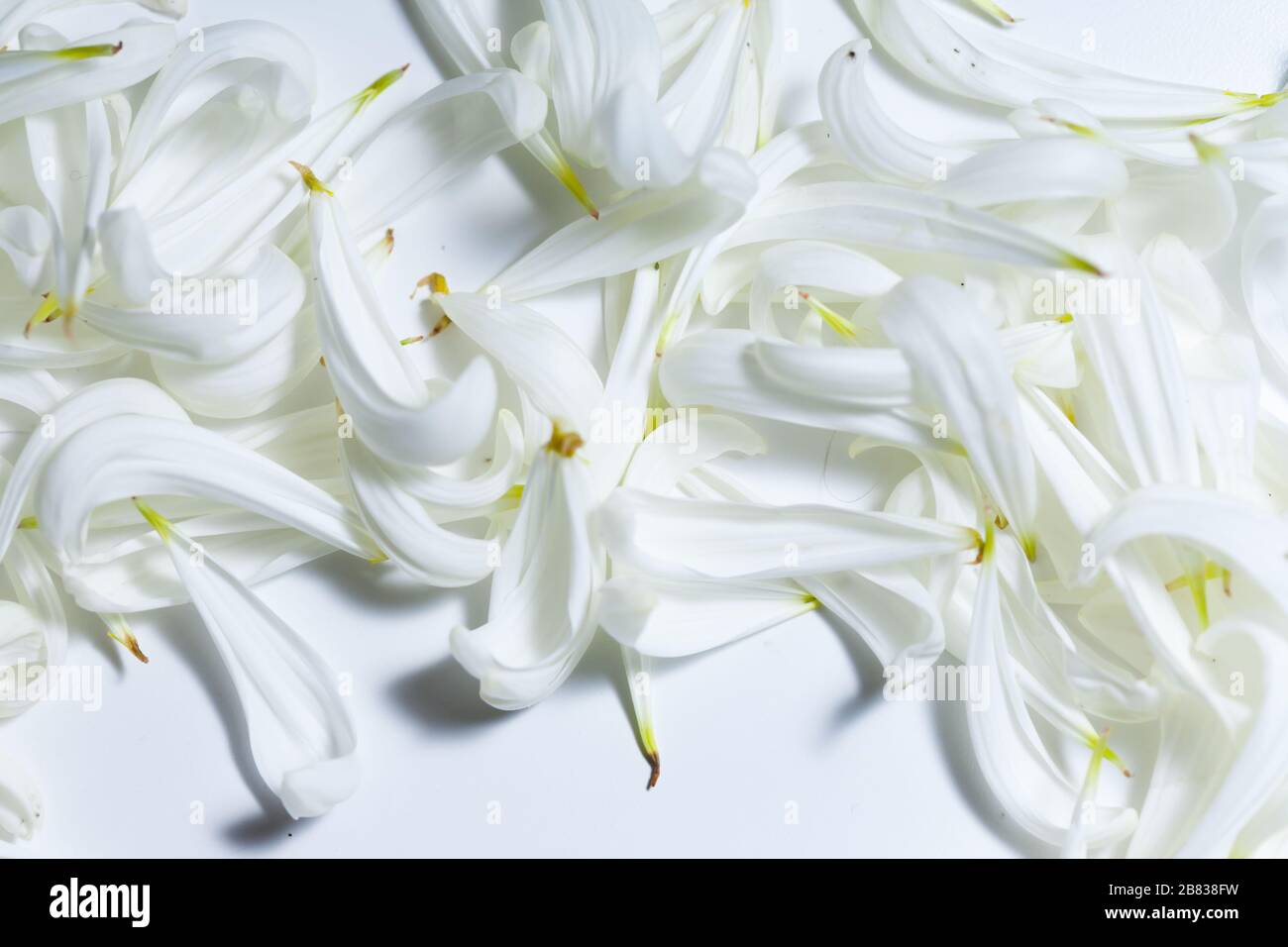 Cornice completa di petali bianchi, sfondo romantico. Un sacco di petali. Posizionare sopra il testo. Foto Stock