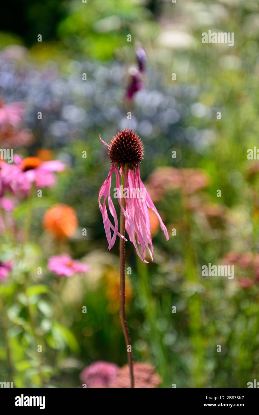 Echinacea pallida, coneflower viola pallido, coneflowers, fiore, fiori, ritratti di piante, perenni, confine misto, combinazione di piantagione mista, RM Floral Foto Stock