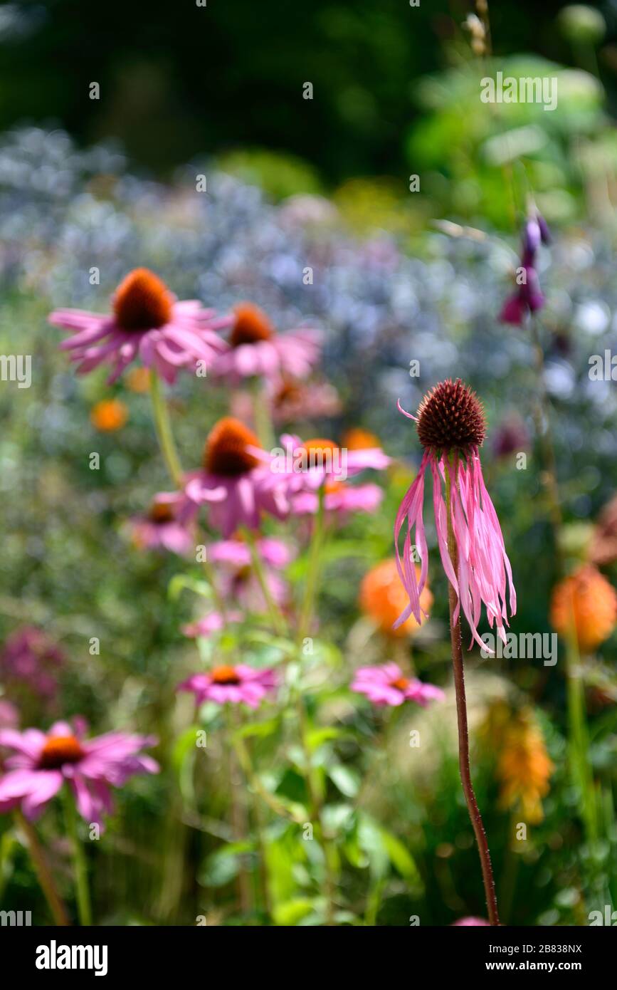 Echinacea pallida, coneflower viola pallido, coneflowers, fiore, fiori, ritratti di piante, perenni, confine misto, combinazione di piantagione mista, RM Floral Foto Stock