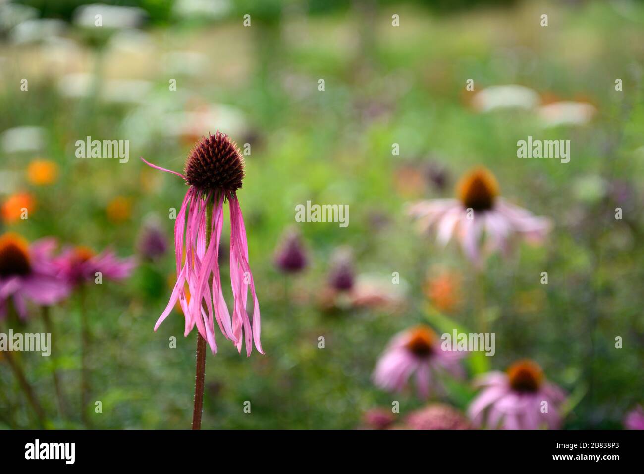 Echinacea pallida, coneflower viola pallido, coneflowers, fiore, fiori, ritratti di piante, perenni, confine misto, combinazione di piantagione mista, RM Floral Foto Stock