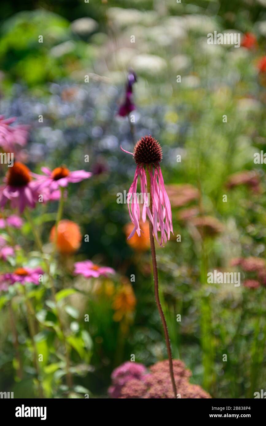 Echinacea pallida, coneflower viola pallido, coneflowers, fiore, fiori, ritratti di piante, perenni, confine misto, combinazione di piantagione mista, RM Floral Foto Stock